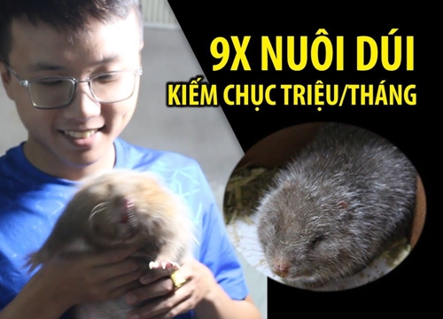 Sinh viên năm 3 nuôi dúi, kiếm hàng chục triệu mỗi tháng