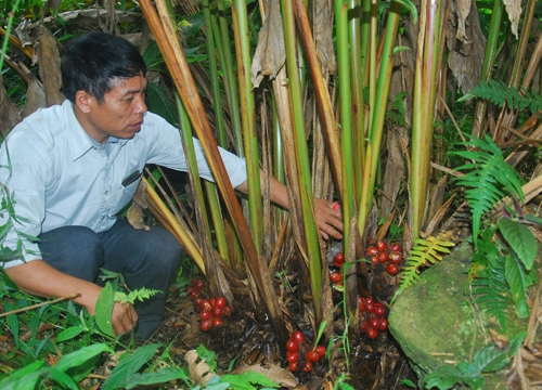 Sợ mất trắng vì trộm, dân Bát Xát buộc phải thu thảo quả non