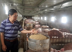 Thịt lợn sạch giá 50.000 đồng/kg hơi vẫn cháy hàng giữa dịch tả