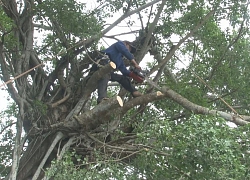 Tiến hành cắt tỉa, thâu tàn cây da trăm tuổi ở Sa Đéc