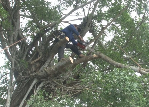 Tiến hành cắt tỉa, thâu tàn cây da trăm tuổi ở Sa Đéc