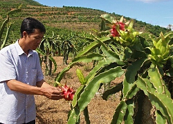 Trồng loại cây ra quả có ruột đỏ hồng, dân ở đây thu trăm triệu