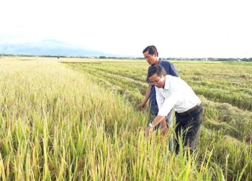 Trồng lúa hữu cơ, nông dân xứ Huế vừa khỏe người vừa ấm túi