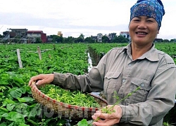 1 ngày hái vài tạ hoa thiên lý đổ buôn cho siêu thị, chị Vụ lãi lớn