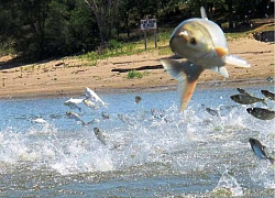 Biểu diễn đánh cá bằng xung điện ở Kentucky Lake, Mỹ