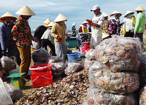 Bình Thuận: Ngư dân trúng hàng tấn sò điệp, nhưng giá giảm thê thảm