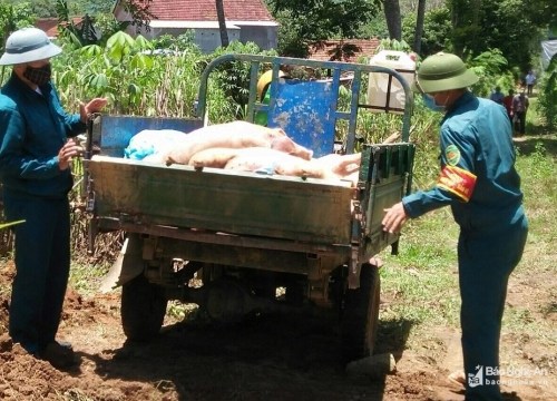 Diễn biến dịch tả lợn châu Phi: Hết ở Nghi Lộc, tái phát ở Tân Kỳ