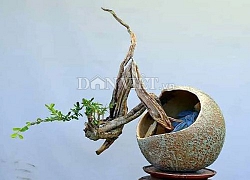 Đưa bonsai lên sân thượng, nông dân phố làm "lý lịch" cho linh sam