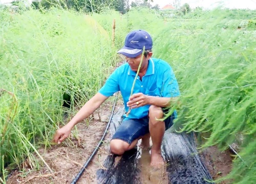 Đưa "rau vua" xuống ruộng nông dân làm giàu vì có thị trường xuất khẩu