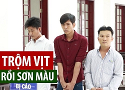 Hy hữu: 3 thanh niên trộm gần 200 con vịt, sơn lại màu rồi đem đi bán