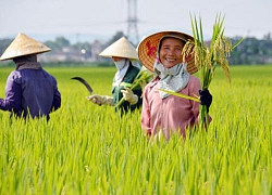 Không làm theo chuỗi, nông sản Việt dễ thua trên "sân nhà"