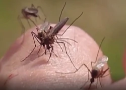 Mỹ: Ghi nhận những ca nhiễm virus Tây sông Nile đầu tiên ở người