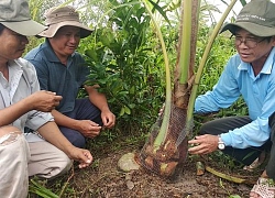 Vĩnh Long: Truy lùng "con vật lạ", nuốt chửng cả củ hũ dừa non