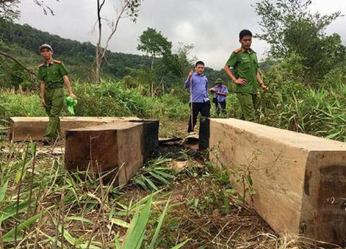 Gia Lai: Đoàn liên ngành đột nhập công trường khai thác gỗ lậu