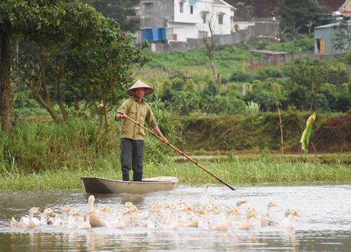 Không phải miền Tây, mùa nước nổi dân phố núi rủ nhau bắt cá, chăn vịt