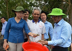 Kiên Giang: Nuôi tôm càng xanh nông dân có lời cao