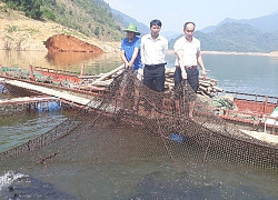 Lai Châu: "Thả" 1 tỷ đồng xuống hồ thủy điện, kéo lên toàn cá ngon