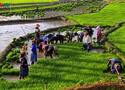 Mù Cang Chải &#8211; một trong những điểm đến đẹp nhất thế giới