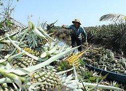 "Vị ngọt" nông thôn mới lan tỏa đất Vị Thanh