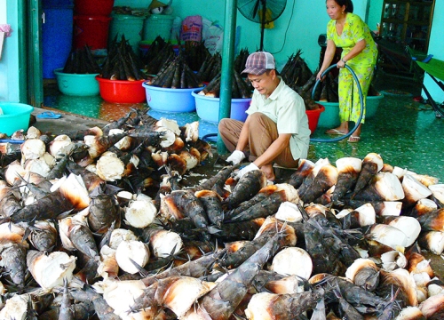 An Giang: Măng tre núi Cấm vào mùa, bán mỗi ngày lời 400 ngàn