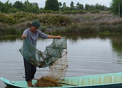 Cà Mau: Thả cua trong đầm tôm bị bỏ hoang, nhàn mà lời lớn