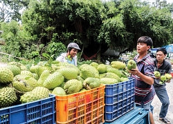 Giá mãng cầu xiêm tăng gấp đôi, nhà vườn lãi lớn