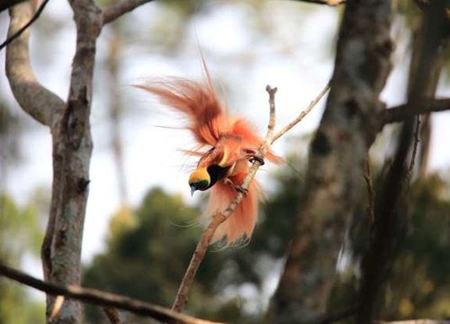 Khám phá loài chim thiên đường bản địa của New Guinea