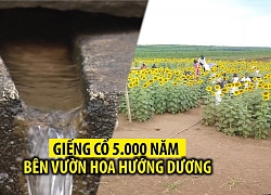 Làng du lịch với giếng cổ, sâm Bố Chính và hoa hướng dương