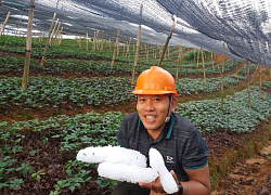 Lào Cai: Giông lốc mạnh, mưa đá trắng trời, đá đóng thành tảng to