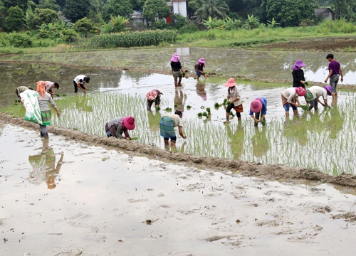 Lào Cai: Ruộng bỏ hoang, nông dân "còng lưng" nuôi...doanh nghiệp