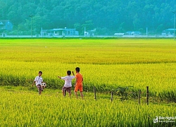 Ngắm đồng quê mơ mộng niềm vui ngày hè của tuổi thơ