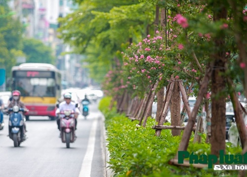 Ngắm đường hoa Tường Vi dài cả cây số trong nội thành Hà Nội