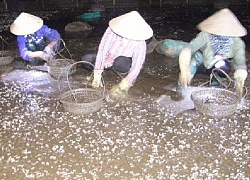 Ngao chết trắng đầm, ngư dân Thái Bình thiệt hại hàng trăm tỷ đồng