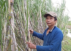 Nhiều nhà máy đường đóng cửa: Nông dân ngồi trên 'lửa'