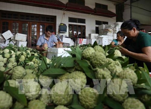 Thị trường hoa quả nội "lên ngôi" dịp Vu Lan báo hiếu