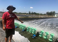 Vay vốn Agribank nuôi tôm lót bạt, dân vùng cát trắng đổi đời