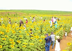 Vùng thuần nông làm 'nông nghiệp du lịch'