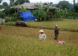 Bình yên trở lại trên đỉnh Pú Nhi