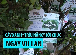 Cây xanh trong chùa "trĩu nặng" lời cầu chúc Ngày Vu lan