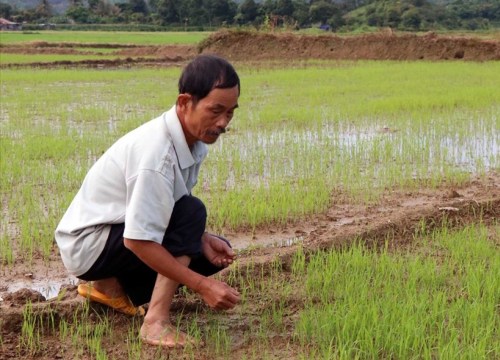 Dân trồng lúa điêu đứng bởi sông trơ đáy do nắn dòng thi công thủy điện