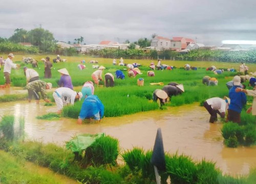 Dòng gạo ngon nào của Quảng Nam sẽ được gắn sao OCOP?