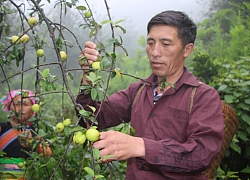 Loài táo trái bé tí trên lối mây mù, dân vùng cao, kẻ vùng thấp đều mê