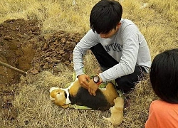 Loạt ảnh khiến bất kỳ ai nuôi chó cũng muốn rơi nước mắt: Chàng trai đau đớn chứng kiến người bạn 4 chân ra đi