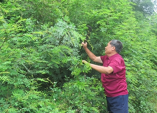 Ngăn chặn hiểm họa từ cây mai dương