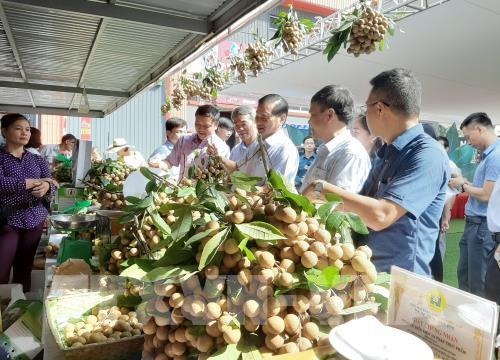 Nhãn mất mùa, nhiều nhà vườn thất thu lớn