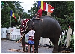 Sri Lanka điều tra vụ việc "voi gầy trơ xương" tham gia diễu hành