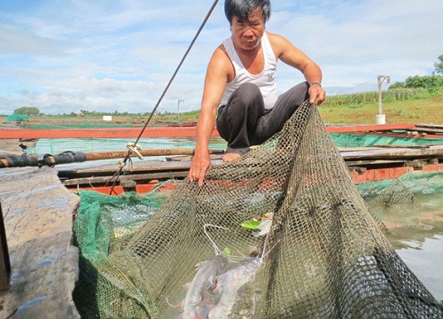 1001 cách làm ăn: Kỹ thuật nuôi cá lăng nha lồng bè, thịt chắc ngọt