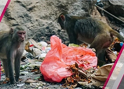 Cho khỉ ăn và những hệ lụy không ngờ