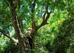 "Cụ" thị khủng 200 tuổi vẫn "đẻ sòn sòn" trái chín vàng, thơm nức