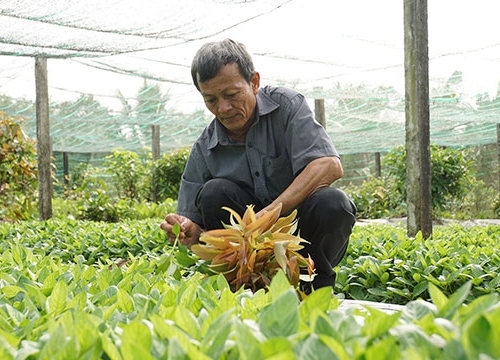 Đặc sản rau rừng Tây Ninh hiên ngang tiến vào các siêu thị lớn